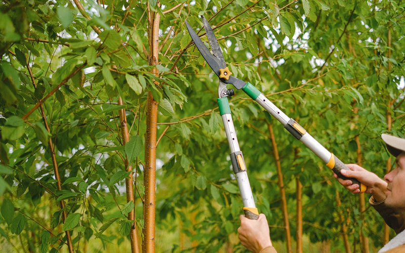 Tree trimming in Amo, IN
