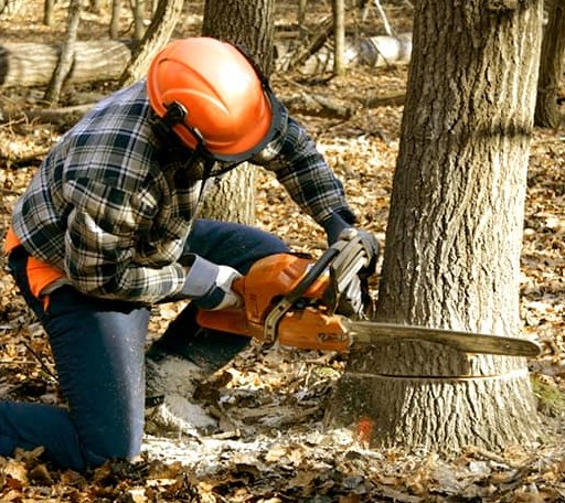 Tree Removal in Amo, IN